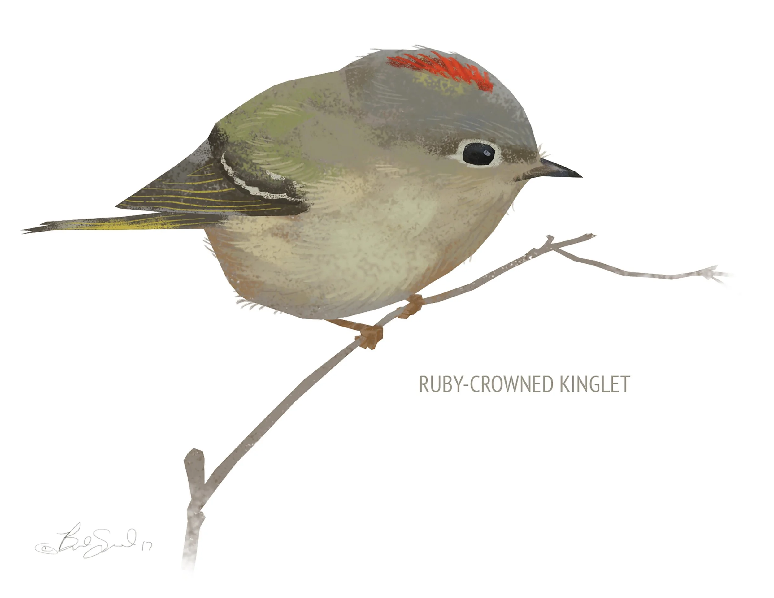 Blank Note Card Set, Backyard Birds Collection 1 — Brad Sneed